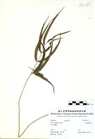 藏品(長葉鳳尾蕨)的圖片